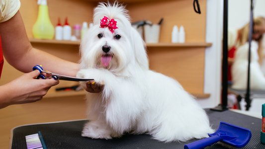 The Science of Shine: How to Keep Your Pet’s Coat Healthy & Happy