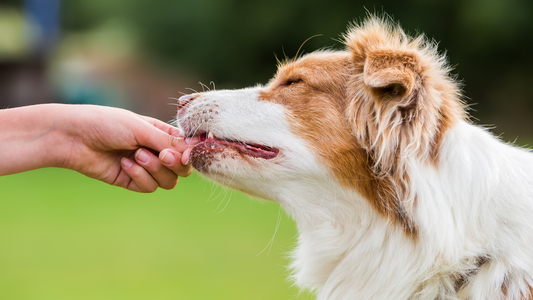 Beyond the Bowl: Why Supplements Are the Secret to Your Pet’s Wellness
