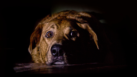 Helping Your Dog Feel Less Scared During Diwali