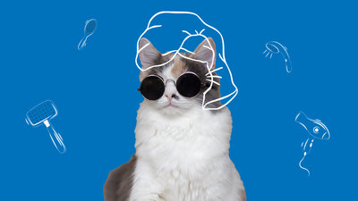 Cat Care