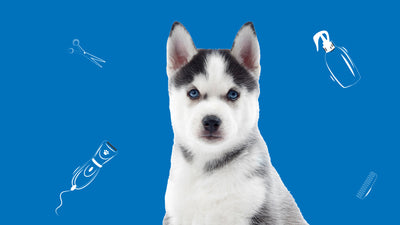 Dog Care